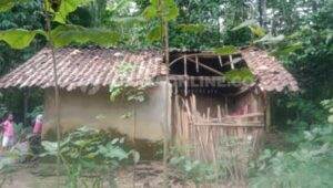 Miris, Nenek Di Gunung Malang Hidup Miskin Dan Menderita, Ternyata Jember Gak Kueren