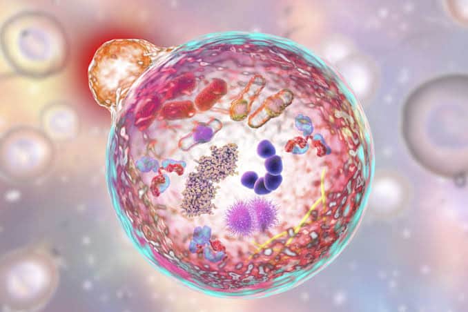 Gambar Autophagy