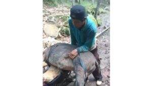 Babi Hutan Liar yang serang pasutri di Jember dibunuh warga (Foto: Istimewa)