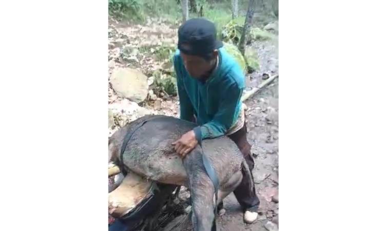 Babi Hutan Liar yang serang pasutri di Jember dibunuh warga (Foto: Istimewa)