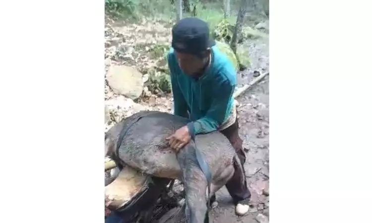 Babi Hutan Liar yang serang pasutri di Jember dibunuh warga (Foto: Istimewa)
