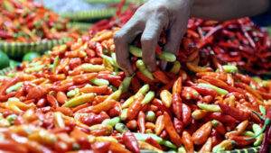 Harga cabai rawit hari ini