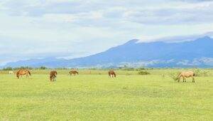 Padang Savanna Mausui Flores NTT