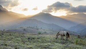 Wisata Padang Savanna Mausui