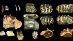 Fosil Homo Erectus Berusia 140.000 Tahun Ditemukan di Dasar Laut Selat Madura. Source : archaeology.org