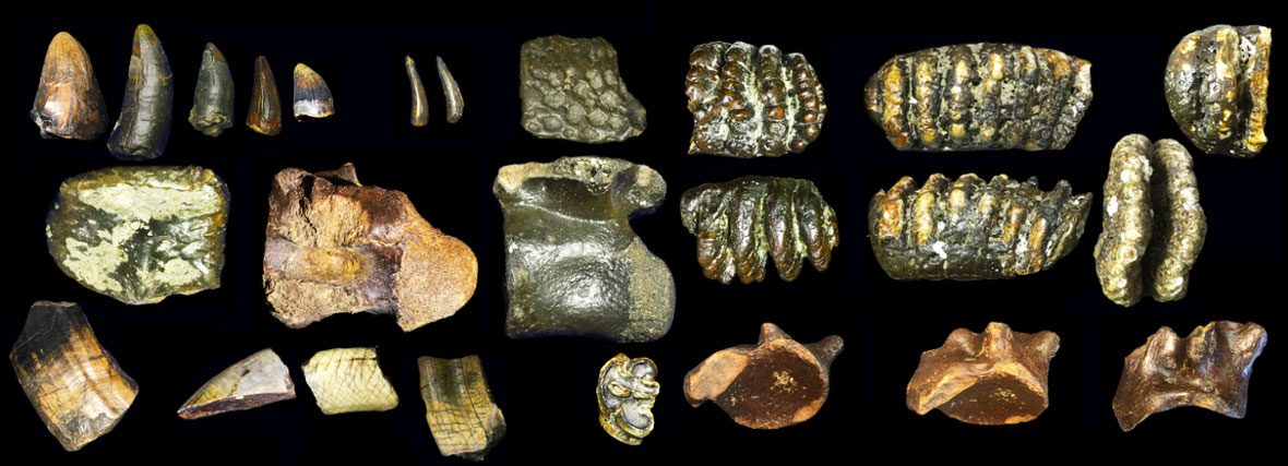 Fosil Homo Erectus Berusia 140.000 Tahun Ditemukan di Dasar Laut Selat Madura. Source : archaeology.org