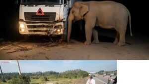 Foto Underpas Khusus Gajah Di Jalan Tol Pekanbaru, Indonesia dan Foto Tragedi Gajah tertabrak truk di Malaysia