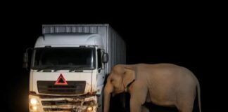 Foto Underpas Khusus Gajah Di Jalan Tol Pekanbaru, Indonesia dan Foto Tragedi Gajah tertabrak truk di Malaysia