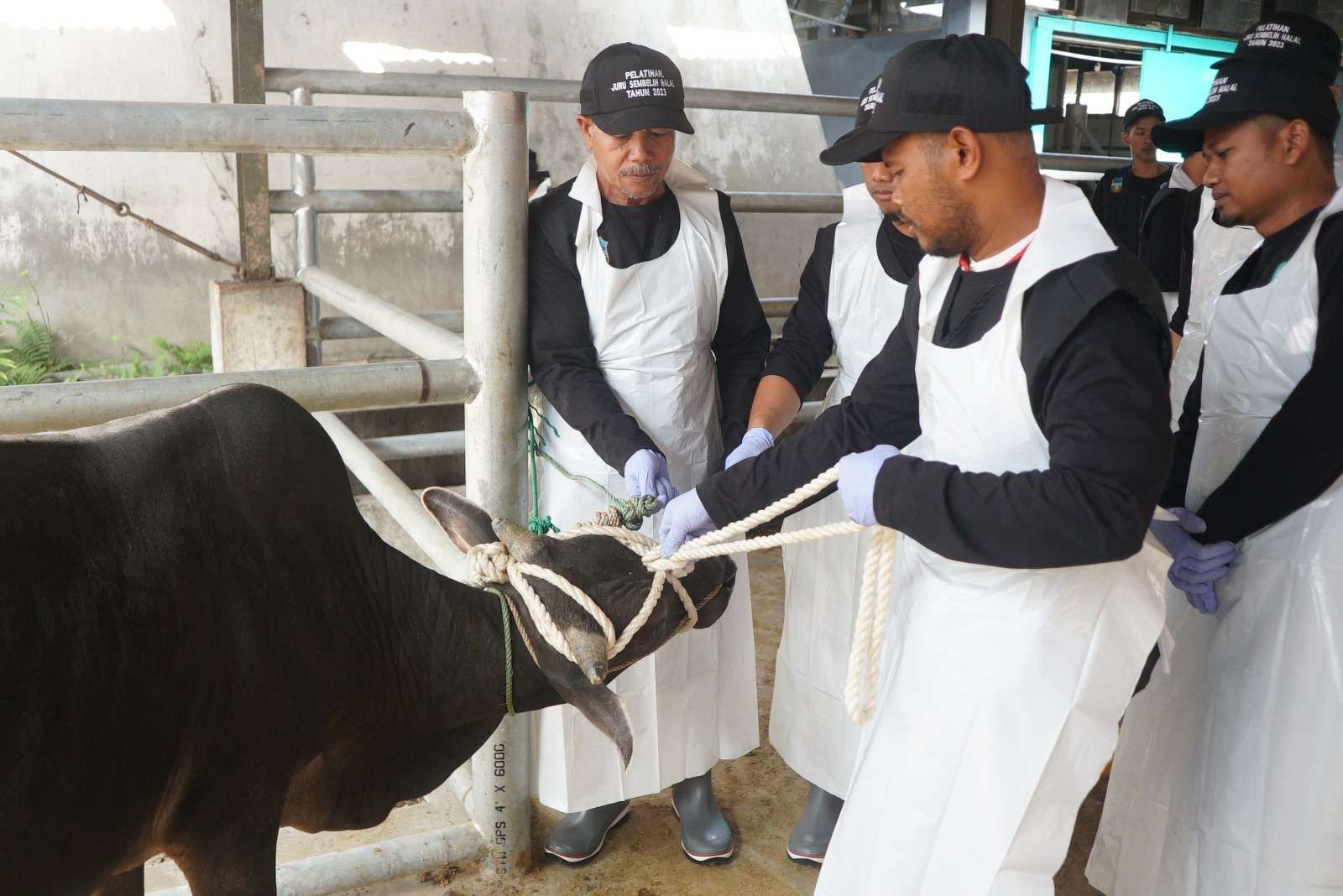 juru sembelih halal, sertifikasi halal, penyembelihan halal, daging halal, BPJPH, MUI halal, pelatihan halal, rumah potong hewan