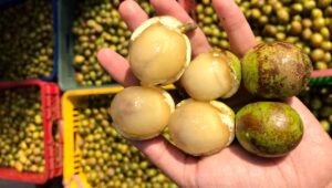 buah khas Papua, matoa Papua, buah merah Papua, salak Papua, buah langka Indonesia, buah lokal Papua, buah eksotis Papua, kuliner Papua, buah asli Papua
