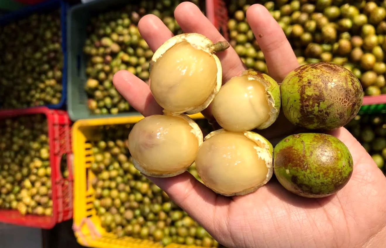 buah khas Papua, matoa Papua, buah merah Papua, salak Papua, buah langka Indonesia, buah lokal Papua, buah eksotis Papua, kuliner Papua, buah asli Papua