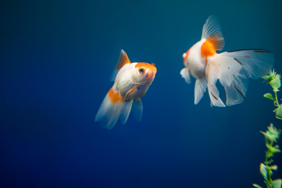 cara budidaya ikan hias, ikan hias, budidaya ikan, akuarium, ikan cupang, bisnis ikan hias, perawatan ikan, pakan ikan, pemijahan ikan