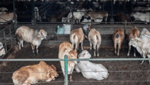 prosedur karantina hewan, karantina hewan, kesehatan hewan, ekosistem, penyakit zoonosis, impor hewan, regulasi karantina, biodiversitas, teknologi karantina