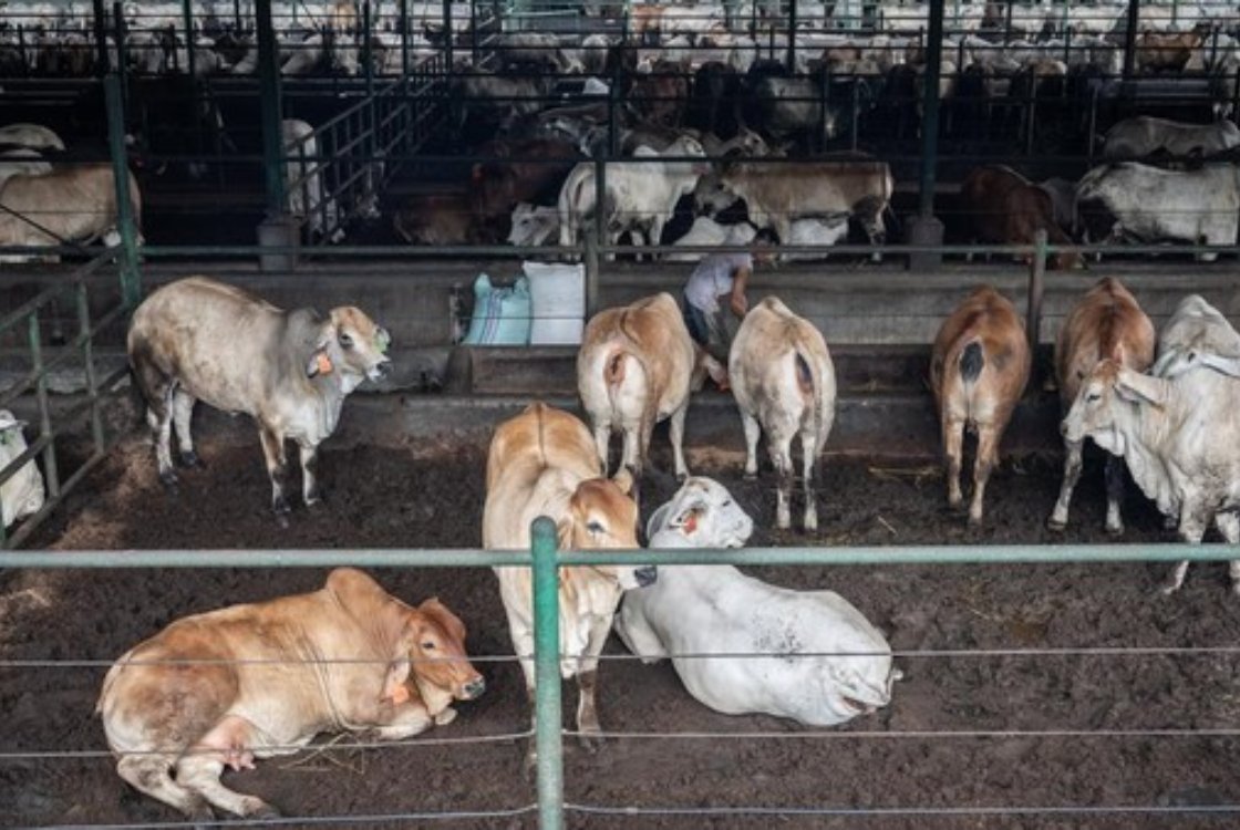 prosedur karantina hewan, karantina hewan, kesehatan hewan, ekosistem, penyakit zoonosis, impor hewan, regulasi karantina, biodiversitas, teknologi karantina