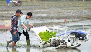 rice transplanter adalah, pertanian modern, mesin padi, petani Indonesia, teknologi pertanian, efisiensi tanam, subsidi pertanian, panen padi, alat pertanian
