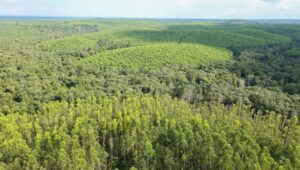 Pengelolaan hutan tanaman dengan pola mozik di Indonesia/dok. KLHK