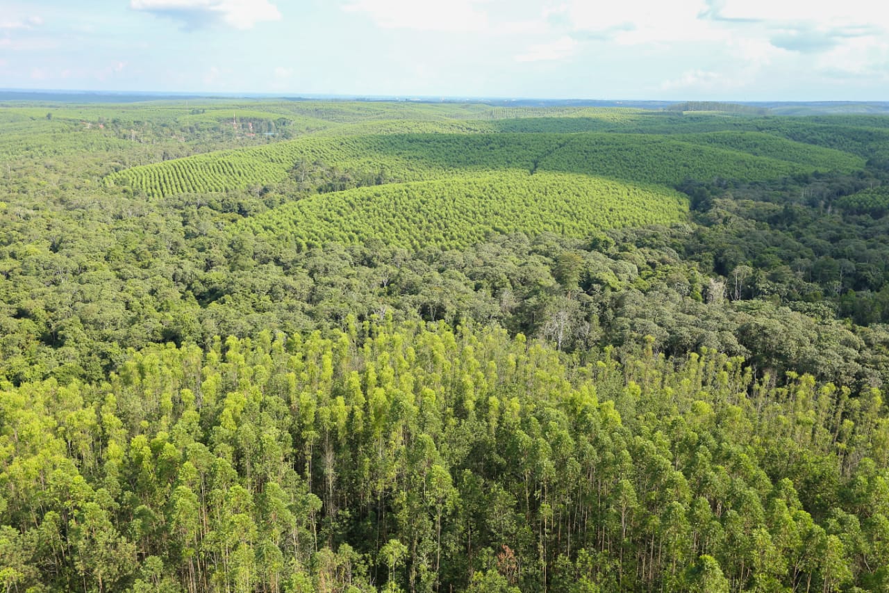 Pengelolaan hutan tanaman dengan pola mozik di Indonesia/dok. KLHK