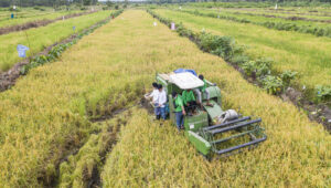 Memahami Mengapa Ekstensifikasi Pertanian Adalah Pilihan Utama